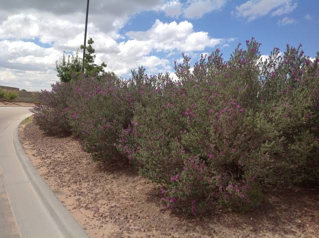 Leucophyllum frutescens 'Green Cloud'