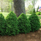 Buxus sempervirens 'Green Mountain'