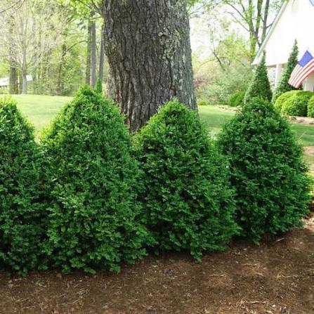 Buxus sempervirens 'Green Mountain'