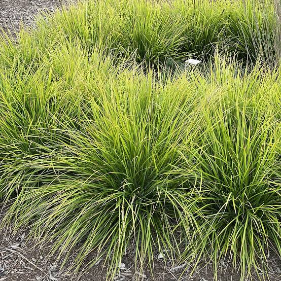 Sesleria autumnalis 'Greenlee's Select'