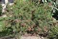 Grevillea × 'Noellii'