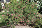 Grevillea × 'Noellii'