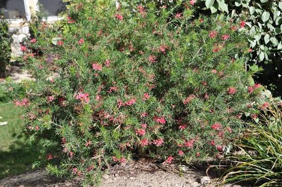 Grevillea × 'Noellii'