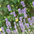 Lavandula × intermedia 'Grosso'