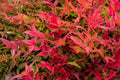 Nandina domestica 'Gulfstream'