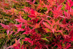Nandina domestica 'Gulfstream'