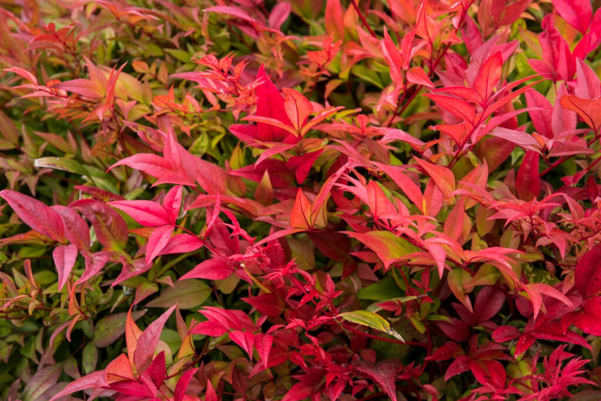 Nandina domestica 'Gulfstream'
