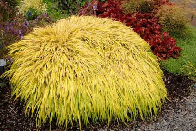 Hakonechloa macra 'All Gold'