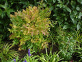 Nandina domestica 'Harbour Dwarf'