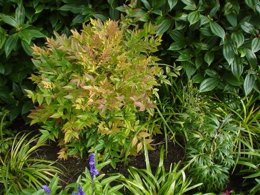 Nandina domestica 'Harbour Dwarf'