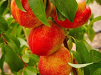Prunus persica 'Harko'