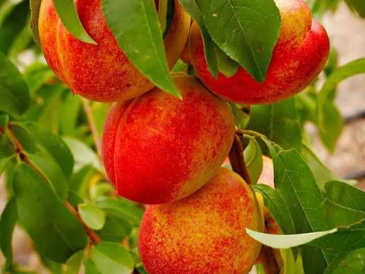 Prunus persica 'Harko'
