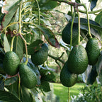 Avocado Hass