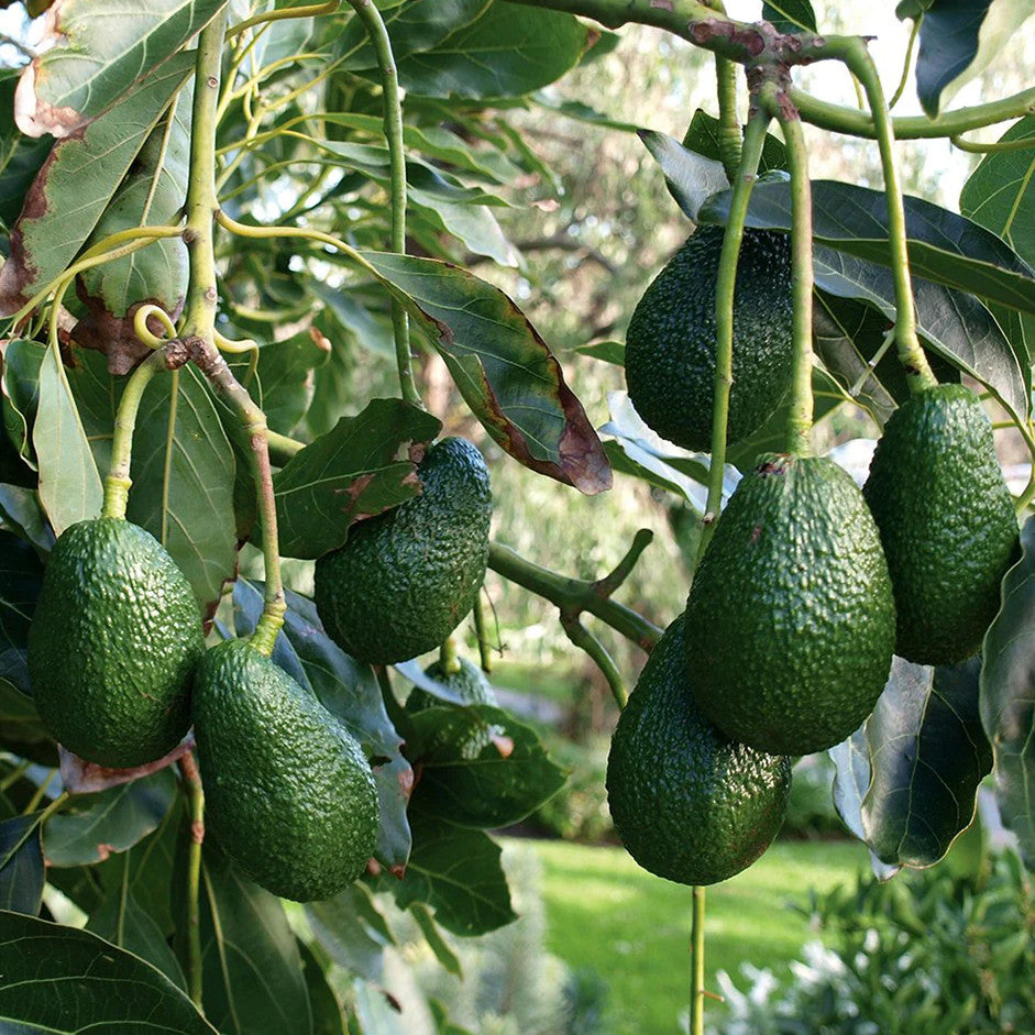 Avocado Hass