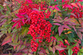 Nandina domestica