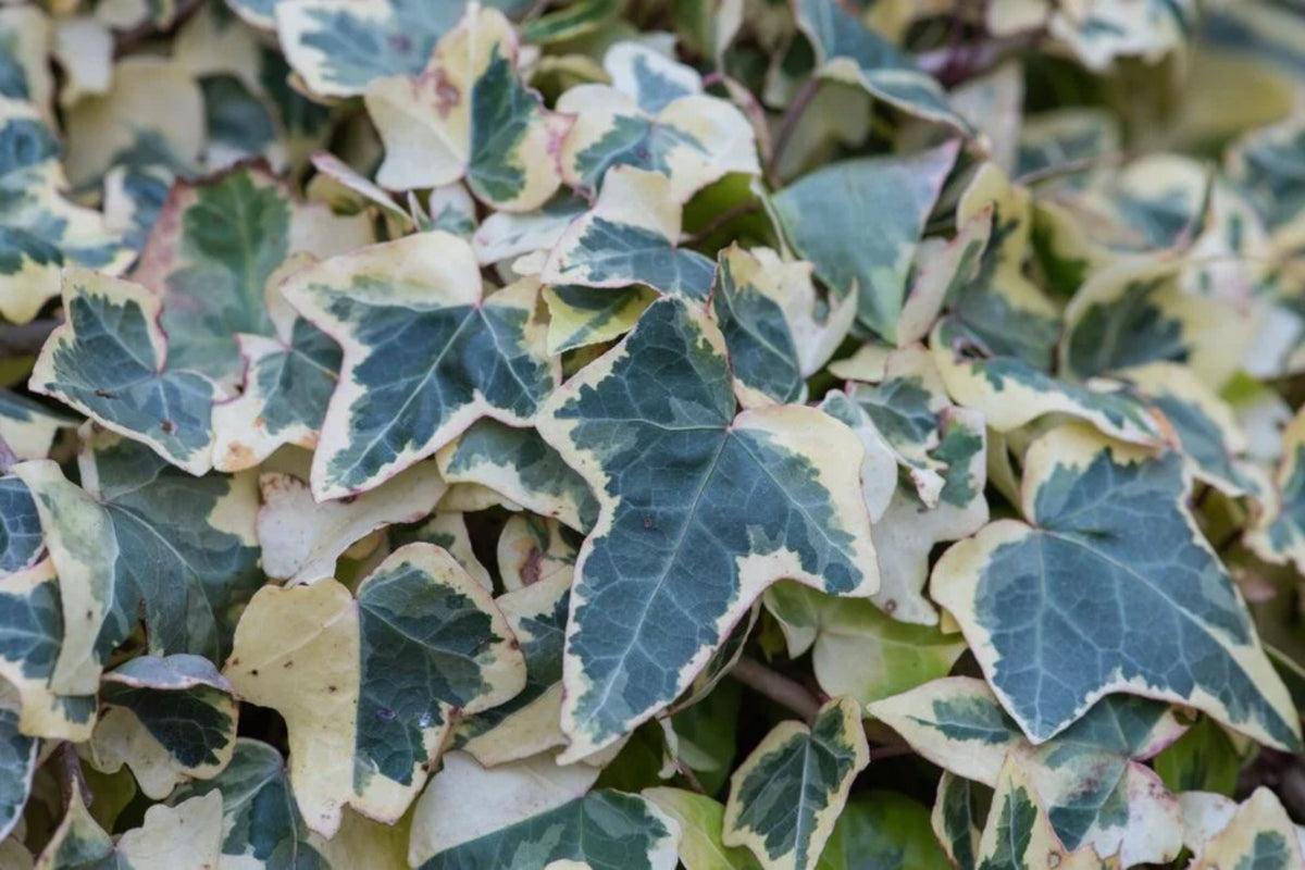 Hedera helix 'Goldchild'