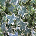 Hedera helix 'Variegata'