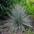 Helictotrichon sempervirens