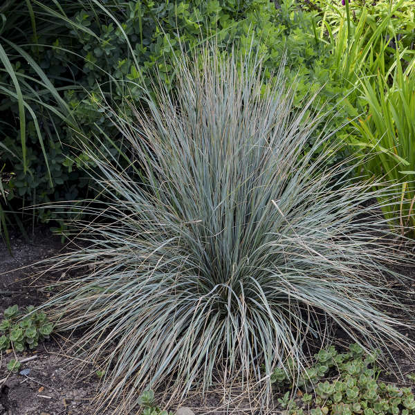 Helictotrichon sempervirens
