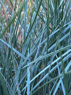 Helictotrichon sempervirens 'Sapphire'