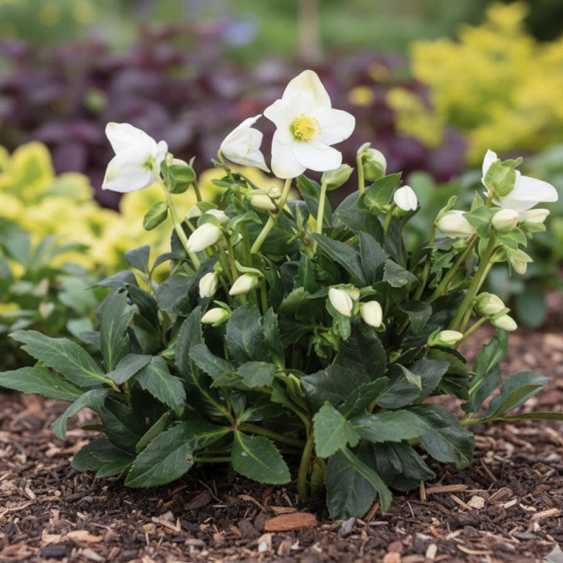 Helleborus × 'Jerry'