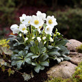 Helleborus × 'Jesko'