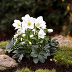 Helleborus × 'Joel'