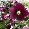 Helleborus × 'John'