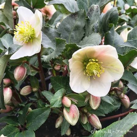 Helleborus × 'Shooting Star'