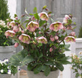 Helleborus × ballardiae 'Frostkiss Baylis'