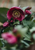 Helleborus × ballardiae 'Frostkiss Charmer'