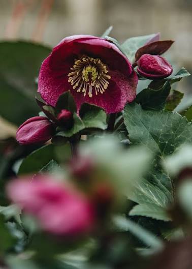 Helleborus × ballardiae 'Frostkiss Charmer'