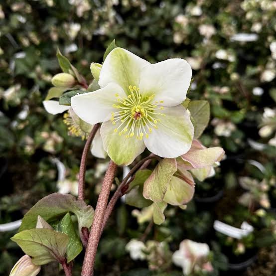 Helleborus × ballardiae 'Frostkiss Molly's White'