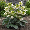Helleborus × ballardiae 'Frostkiss Moondance'