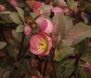 Helleborus × ballardiae 'Frostkiss Penny's Pink'