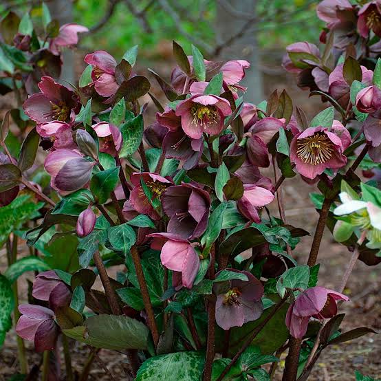 Helleborus × ballardiae 'Frostkiss Pippa's Purple'