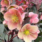 Helleborus × ballardiae 'Pink Frost'