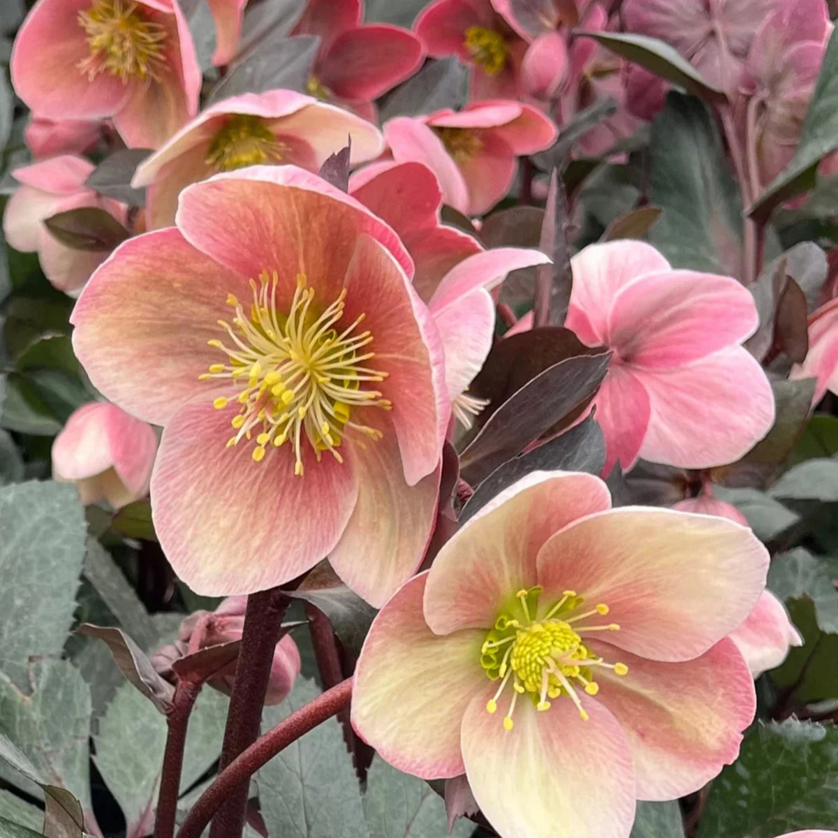 Helleborus × ballardiae 'Pink Frost'