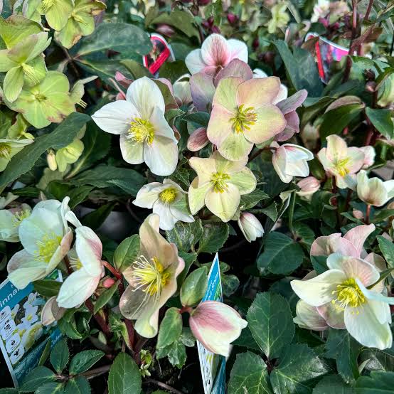 Helleborus × ericsmithii 'Cinnamon Snow'