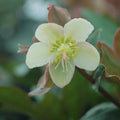 Helleborus × ericsmithii 'Mahogany Snow'