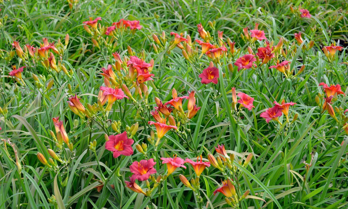 Hemerocallis 'Cranberry Baby'