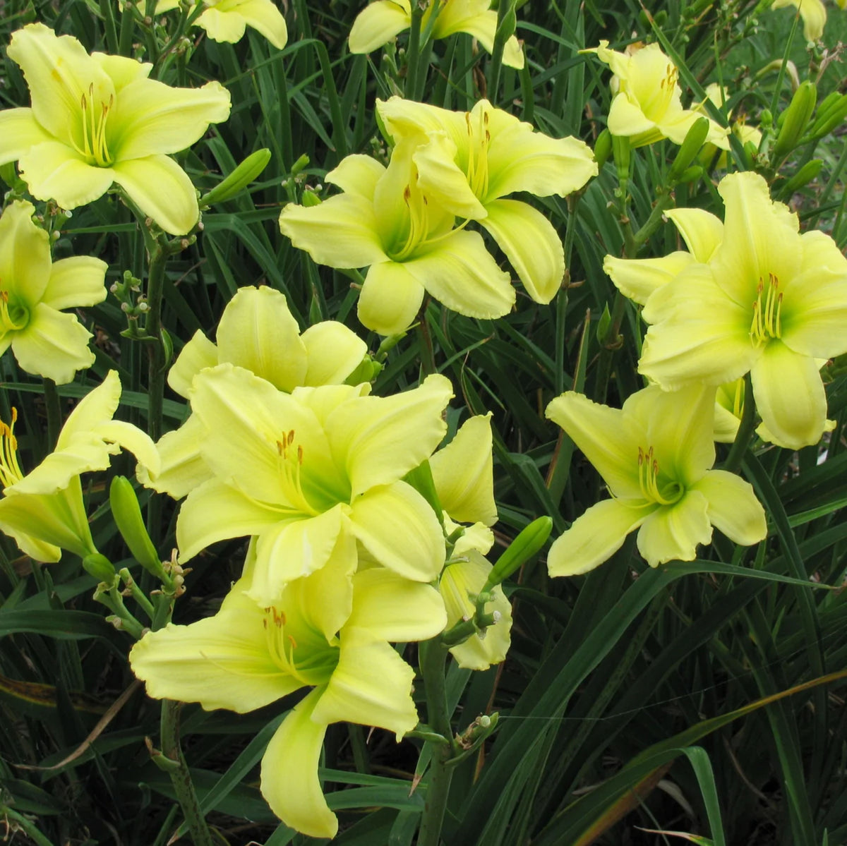 Hemerocallis 'Lemon Vista'