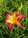 Hemerocallis 'Rosie Meyer'
