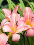 Hemerocallis 'Shell Pink'