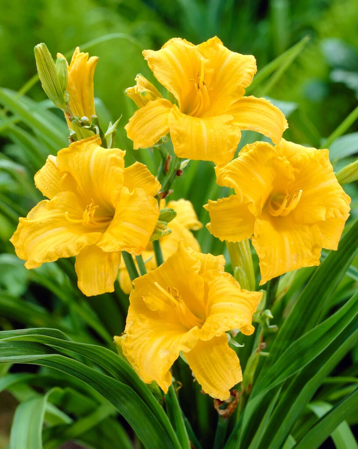 Hemerocallis 'Stella de Oro'
