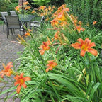 Hemerocallis × (orange, evergreen hybrid)