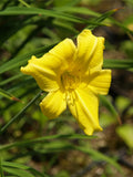 Hemerocallis × (yellow-flowered, evergreen hybrid)