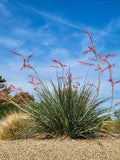 Hesperaloe parviflora