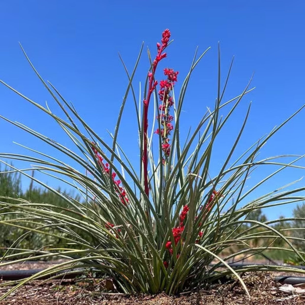 Hesperaloe parviflora 'Dwarf Red'