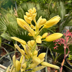 Hesperaloe parviflora 'Yellow'